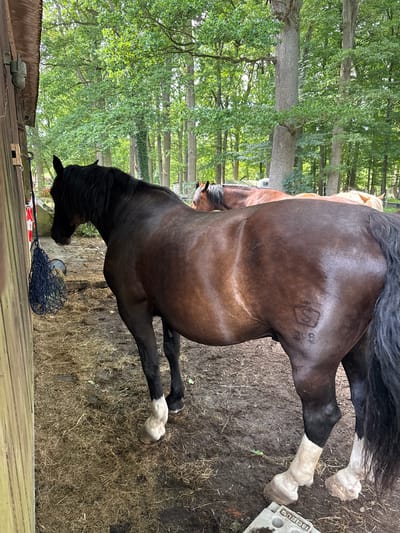 The image depicts a scene in Egestorf, Germany, likely at a stable or farm. In the foreground, a dark brown horse with a black mane and tail stands facing left, its body partially obscured by a wooden structure. The horse has white markings on its lower legs. On its right flank, a brand mark is visible, appearing to be a stylized 'S' above the number '38'. Behind this horse, two other horses are partially visible. One is a reddish-brown horse with a lighter mane, and another, further back, has a lighter colored mane. The ground is covered in straw and mud. In the background, a dense forest of green trees provides a natural backdrop. A blue net hangs from the wooden structure on the left, and a red and white striped object is attached to it. The lighting suggests it is daytime.
