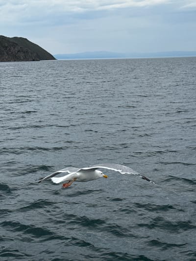 A solitary seagull flies low over choppy, dark gray water. The seagull, seen from the side, is predominantly white with gray markings on its wings and tail. Its beak is yellow, and its legs are orange. In the distance, a rugged, dark green mountain slope juts out from the left side of the frame, meeting the water. Beyond the mountain and the immediate body of water, a hazy blue mountain range is visible on the horizon under a cloudy, pale blue sky. The overall impression is one of a wild, natural landscape. The scene is located near the village of Sakhiurta, Russia.