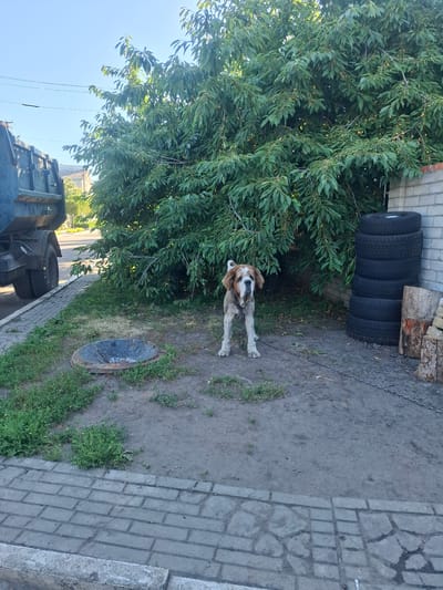 In Dokuchaievske, Ukraine, a medium-sized, brown and white dog with a rough coat stands tethered on a dirt ground in front of a large, leafy green tree. The dog is wearing a harness and a chain. To its right, a stack of six car tires is piled against a brick wall. To the far left, the rear of a blue dump truck is visible, parked next to a paved sidewalk. A circular metal grate is present on the ground near the truck. The scene appears to be an outdoor area, possibly a yard or an industrial space, under a clear blue sky.