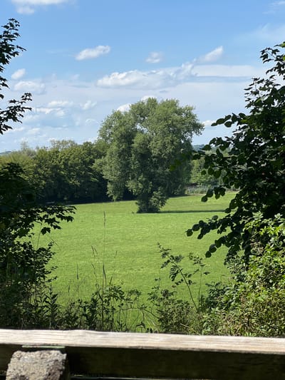 The image depicts a sunlit, pastoral scene viewed through a frame of dark green foliage and a weathered wooden barrier in the foreground. A wide expanse of vibrant green grass dominates the mid-ground, with a solitary, large deciduous tree standing prominently in the center. Beyond the meadow, a dense line of trees forms a backdrop, their varied shades of green suggesting a mix of species. In the distance, rolling hills are visible under a partly cloudy blue sky. The overall impression is one of natural beauty and tranquility. The location is the outskirts of Moosburg, Germany, specifically the Isar-Auen nature reserve, known for its lush meadows and woodlands along the Isar River. There are no people or animals visible in the frame.