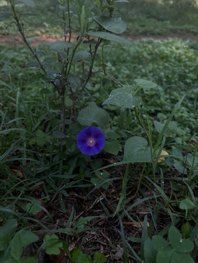 A slightly canted medium shot captures a vibrant blue morning glory in the midst of a tangled green growth of grass and leafy plants, likely located in Santiago Tlautla, Mexico. The flower is fully open, displaying a purple center with radial streaks. Dewdrops are visible on some of the leaves of grass. The surrounding vegetation is a mix of grasses and broadleaf plants, creating a natural, unkempt scene. The ground is obscured by the dense growth. In the background, there's a vague hint of a path or cleared area, but the focus remains on the close-up details of the foreground flora.