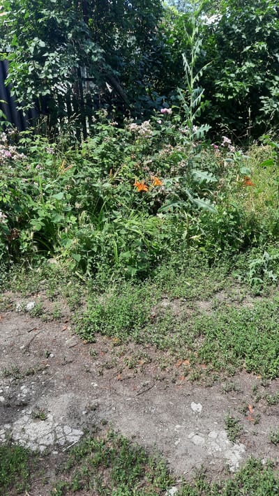 The image depicts an outdoor scene with lush green foliage and a dirt path. In the foreground, a dense growth of various plants, including some with orange flowers and light pink blossoms, dominates the left side of the frame. The plants appear somewhat wild and overgrown, suggesting a natural or uncultivated area. Among the greenery, two orange lily-like flowers are clearly visible. To the right of the plants, a dirt path is present, marked by patches of greyish-white stones and dry soil, with sparse green vegetation growing along its edges. The path appears to be uneven and somewhat weathered. The lighting suggests it is daytime, with sunlight casting shadows and highlighting the textures of the plants and the path. The overall impression is one of a natural, somewhat untamed environment, possibly a garden edge or a trail in a rural or park-like setting. No people or specific objects are discernible, beyond the natural elements. The image does not contain any visible text. Given the location context of Samar, Ukraine, this could be a scene from a rural landscape or a less manicured area within the region during warmer months.
