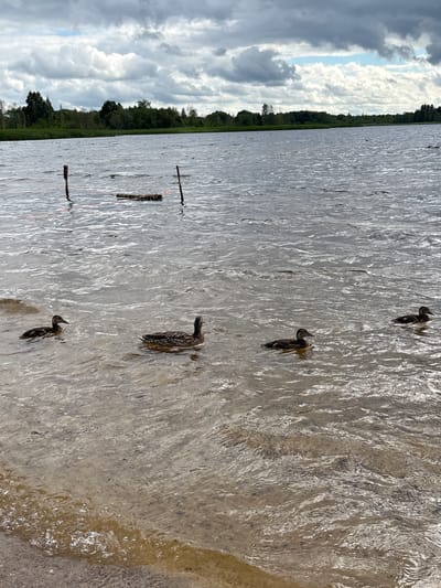 In the city of Mazalawski Silski Savet, Belarus, an outdoor scene depicts a body of water with several ducks swimming. The water is calm with ripples, and the shore in the foreground appears to be made of sand or fine gravel. In the middle ground, there are two wooden posts in the water with a rope or line strung between them, and a floating object that appears to be a bundle of reeds or reeds. The background features a line of trees and vegetation along the distant shore, under a cloudy sky with patches of blue. The lighting suggests it is daytime, possibly overcast. There are four ducks visible, three in the middle distance and one further to the right.
