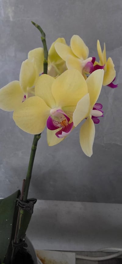 A close-up, vertical shot focuses on a stem of yellow orchids with pink and white accents. The orchids are in bloom, with several flowers visible. The stem is green and appears to be supported by clips. The background is a mottled gray texture, likely a wall. The lighting is soft, highlighting the delicate details of the petals and the center of the flowers. No people or specific landmarks of Электротехник Снт, Russia are visible in the image.