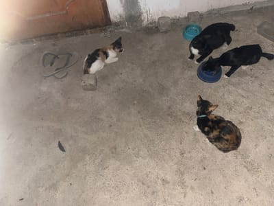 Four cats are gathered on a concrete floor near a wall. One calico cat sits facing left, with black, white, and brown patches. Another calico cat, with a blue collar, is curled up facing away from the camera. Two black cats are positioned near a blue food bowl. One black cat, with a white chest and paws, is near the bowl, while another black cat is actively eating from it. A pair of flip-flops lies on the ground to the left of the calico cat. The scene appears to be outdoors, possibly a courtyard or alleyway, with a concrete floor and a textured wall in the background. The lighting suggests it could be evening or early morning. There is no visible text in the image.