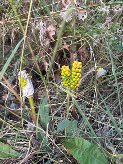 In the town of Burtaiši, Montenegro, a close-up, eye-level view captures a cluster of Arum maculatum plants in their fruiting stage, nestled amongst dry grass and fallen leaves. The Arum maculatum fruits are a vibrant display of green and yellow berries, tightly packed on erect spikes. Some of the spathes, the leaf-like structures that once enclosed the flowers, are still present, appearing dried and tattered, a pale, papery white. The surrounding vegetation is a mix of green blades of grass, some appearing dry and straw-like, interspersed with darker, dead foliage and the occasional broad, green leaf of another plant. The lighting suggests it is daytime, with a soft, diffused light illuminating the scene, creating subtle shadows and highlighting the textures of the berries and foliage. No people or animals are visible in this depiction of a small patch of nature.