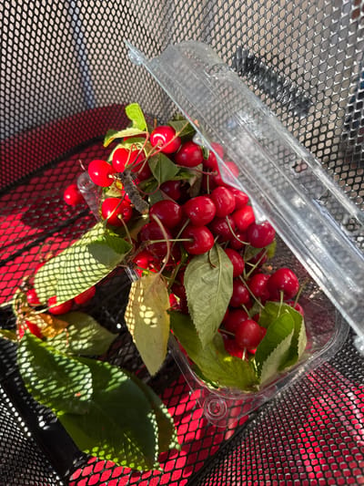 A close-up, high-angle shot captures a clear plastic container filled with ripe, red cherries. The container is resting on a red surface with a black mesh pattern. Sunlight casts shadows of the mesh onto the red surface and through the leaves of the cherries. A transparent plastic lid partially covers the container. The cherries have green stems and leaves attached, some of which are yellowed. In the background, a black mesh texture continues. The scene is illuminated by bright, natural sunlight. The location is Bellelay, Switzerland.