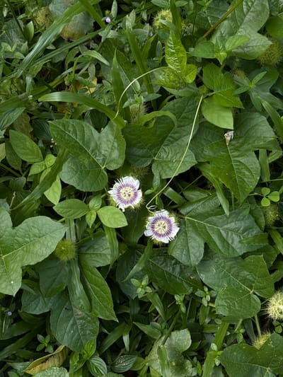 The image displays a close-up, overhead view of lush green vegetation. Two delicate passion flowers, with white petals and intricate purple and yellow centers, are the prominent subjects. They are surrounded by a dense growth of various green leaves, some broad and lobed, others long and slender, along with some smaller plants and spiky seed pods. The scene appears to be a natural outdoor setting, possibly a garden or wild overgrowth. The lighting is soft, suggesting an overcast day or dappled shade. The location is identified as Angulugaha Junction, Sri Lanka, which implies a tropical or subtropical environment consistent with the vibrant plant life depicted. There are no people or animals visible in the image.