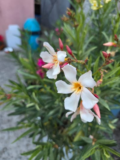 The image shows a close-up of white oleander flowers with pink accents and yellow centers, set against a blurred background of green foliage. In the background, a bright blue object, possibly a trash can or a utility box, and a white container are partially visible. The ground appears to be concrete. The scene is likely outdoors, given the presence of plants and a potential outdoor fixture. The image composition focuses on the delicate petals and vibrant colors of the flowers.