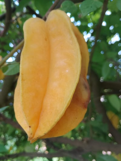 A close-up, eye-level, outdoor shot shows a ripe starfruit hanging from a tree in Alagbado, Nigeria. The fruit is bright yellow-orange and has five distinct ridges, forming its characteristic star shape when sliced. The starfruit is oriented vertically in the frame, with its pointed ends facing up and down. The background is blurred, featuring green leaves and branches of the tree, with out-of-focus circular highlights that suggest sunlight filtering through the foliage. The overall lighting is natural and appears to be daylight. There are no people or animals visible in the image, and no discernible human activity is depicted. The image focuses solely on the starfruit and its immediate natural surroundings.