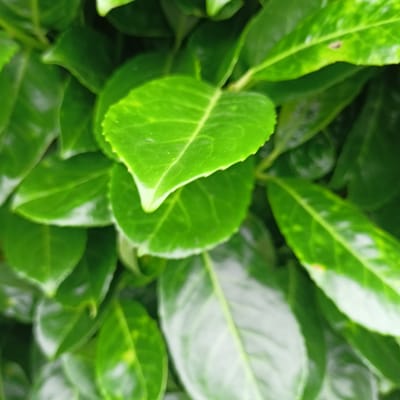 The image is a close-up, top-down view of dense, vibrant green foliage. The leaves are broad, oval-shaped, and have a glossy surface, with some appearing slightly textured or serrated along their edges. The lighting suggests an outdoor environment, with highlights reflecting off the leaves, indicating a bright day. There are no people, animals, or man-made objects visible in the frame. The image does not provide any specific visual cues that would allow for its location to be identified within the city of Limerick, Ireland. It is a natural scene focused solely on the texture and color of the plant life.