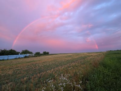 The image depicts a wide agricultural field under a twilight sky painted with hues of pink and purple. Two faint rainbows are visible, one a prominent arc in the upper left quadrant, and a smaller, less distinct arc in the upper right. The field is covered in stubble from a recently harvested crop, with rows of shorter green vegetation interspersed. The foreground features a patch of wild white flowers. In the middle ground, a long, light blue corrugated metal fence runs horizontally, partially obscured by trees. Behind the fence, more trees form a treeline against the horizon. The sky is filled with soft, wispy clouds illuminated by the setting or rising sun. The overall scene is tranquil and rural, with no people or animals visible.