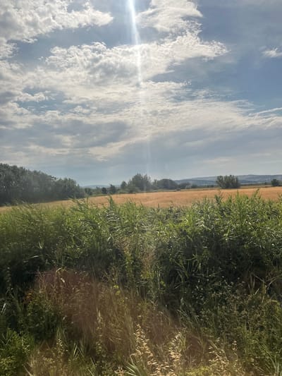 This is a landscape photograph taken in Narbonne, France. The image is oriented vertically, with the scene appearing as if viewed from a moving vehicle, possibly a train or car, due to the blurred foreground and the sense of motion.
The primary subjects are a vast expanse of a golden field, likely wheat or barley, stretching across the mid-ground. To the right, a dense border of lush green vegetation, including tall grasses and leafy plants, partially obscures the field. In the distance, rolling hills are visible under a bright, partly cloudy sky. The sun is shining, casting a bright lens flare in the upper left quadrant of the image, indicating it is daytime. The clouds are wispy and white, suggesting fair weather.
The overall impression is one of a rural, agricultural landscape during harvest season or late summer. There are no people or man-made objects clearly visible, emphasizing the natural scenery. The light and colors suggest a pleasant, sunny day. The vertical orientation and the presence of the sun's flare may imply the photo was taken looking upwards or to the side from a moving vehicle, with the camera tilted. The photograph captures a serene and expansive natural view.