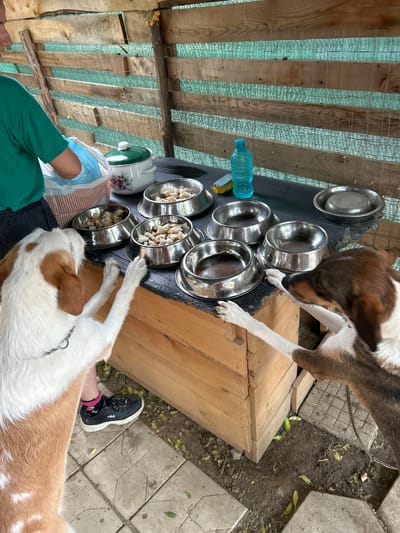 In this overhead, outdoor shot set in Polenitsa, Bulgaria, two dogs, one brown and white, the other a lighter brown and white, are gathered around a collection of metal food bowls on a dark surface. The bowls are arranged in a cluster, with some containing pieces of food. A blue plastic water bottle and a green and white pot are also visible on the same surface, near the bowls. To the left, a person wearing a green shirt and blue gloves is reaching towards the bowls, presumably to prepare or serve the food. Part of a wooden structure, possibly a kennel or shelter, is visible in the background, along with a green mesh screen stretched over wooden slats, suggesting an outdoor enclosure. The ground beneath is a mix of dirt and paving stones, with scattered leaves. One dog is sniffing intently at the bowls, while the other lies down near them. The lighting suggests it is daytime.