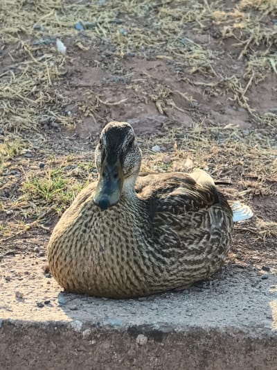 A female mallard duck rests on a concrete curb. The duck is facing forward and its body is largely obscured by its own feathers and the angle of the shot. The duck's head is visible, showing its dark eyes and beak, which is a greenish-gray color. The duck's plumage is mottled brown and black, typical of a female mallard. The background consists of dry, straw-like grass and dirt. The lighting suggests it is daytime, with shadows cast on the ground. The location is identified as Manresa, Spain, though no specific landmarks are visible to confirm this.