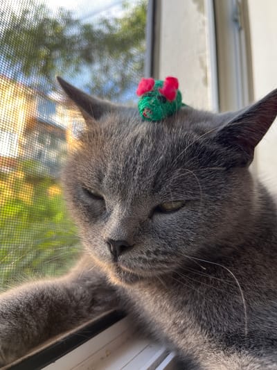 A close-up, eye-level shot captures a gray cat with its eyes partially closed, resting on a windowsill. A small, green and pink crocheted toy is perched on the cat's head. The background, visible through a window screen, shows a blur of green foliage and a building bathed in warm sunlight, suggesting an outdoor environment. The overall lighting is soft and diffused, likely from the sun. The location is Belyye Berega, Russia.