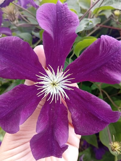 A close-up, vertical shot shows a vibrant purple clematis flower being held by a person's hand. The flower's petals, a deep purple with subtle pinkish undertones, are soft and velvety, some with visible lines running through them. At the center of the flower, a cluster of thin, creamy white stamens radiate outwards. The hand, lightly touching the petals, is a pale skin tone, its texture visible. The background is softly blurred, revealing more purple clematis blooms and green foliage, suggesting a garden setting. The scene is likely in Śliwice, Poland, a location known for its natural beauty and horticultural interest.