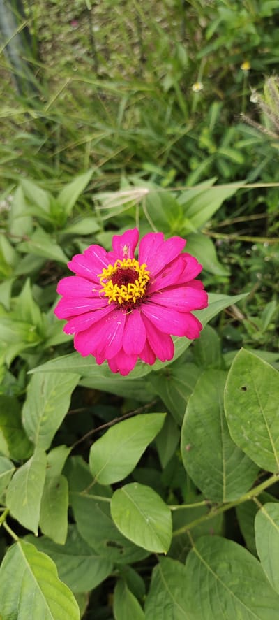 A close-up, vertical, eye-level shot showcases a vibrant pink zinnia flower in bloom, its petals fanned out with a rich yellow and burgundy center. The flower is positioned slightly left of center, with a small, pale green spider resting on one of the upper petals. The background is a blur of lush, green foliage, with hints of brown soil peeking through. The lighting appears natural, suggesting an outdoor setting. The image was captured in Langnibong, Indonesia.