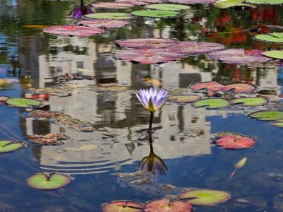 A close-up, eye-level shot captures a serene pond with lily pads and a single, delicate purple water lily in bloom. The lily's petals are a soft lavender, elegantly unfurling from its center. The water's surface is dark and reflective, mirroring the muted tones of buildings, trees, and a hint of blue sky. Scattered lily pads, some a deep green and others a reddish-purple, float on the water, their surfaces varied in texture from smooth to slightly ruffled. The reflection in the pond shows a light-colored building with windows, suggesting an urban or park setting. The overall impression is one of tranquility and natural beauty, with the reflections adding a surreal quality to the scene. This scene could be located in any of the parks in Be'er-Sheva, Israel, which are known for their well-maintained ponds and gardens.