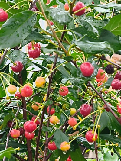 This is a close-up, eye-level, outdoor, medium shot of a cherry tree in the city of Қосшы, Kazakhstan. The image is dominated by lush green leaves and numerous cherries in various stages of ripeness, from bright yellow to deep red. Many of the cherries and leaves are wet, suggesting recent rain. The cherries hang from thin stems, some singly and others in small clusters. The branches are thin and brown, crisscrossing through the frame. In the background, hints of a light-colored building and darker brickwork are visible, suggesting a residential or garden setting. The overall impression is one of natural abundance and freshness after a rainfall. There are no people or animals present in the image.