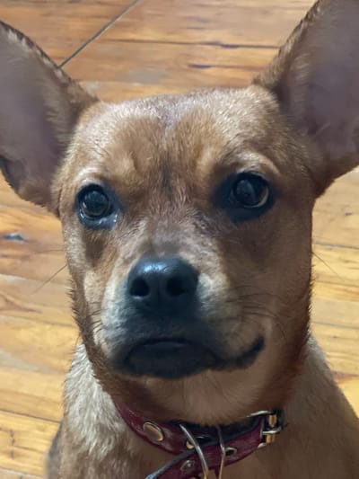 A close-up portrait shows the face of a small brown dog wearing a red collar. The dog is looking directly at the camera with its ears perked up. The background consists of a wooden floor with a pattern of planks. There is no indication of the city of Mirnyy, Russia in this image.
