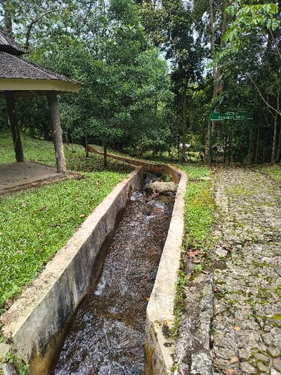 The image, rotated 90 degrees clockwise, captures a tranquil outdoor scene, likely a botanical garden or park, in Sindangjaya, Indonesia. The primary subjects are abundant green trees and foliage, a concrete water channel, a stone wall, and a small shelter.
A concrete channel or gutter, centrally positioned and running from the foreground to the background, contains flowing water, which shows white reflections on its surface. To the right of the channel is a textured stone wall, partially covered with moss and small green plants. On the left, a neatly maintained grassy area borders the channel.
Further into the scene on the left, partially obscured by trees, stands a small shelter or gazebo with a dark, patterned roof and support pillars. Beyond the channel and among the trees, a path made of paving stones is visible. The dense canopy of trees suggests a shaded and cool environment.
A green rectangular sign is prominently displayed on a post amidst the trees in the mid-ground. Visible white text on the sign reads "KEBUN CANGKIRI" on the top line and "TANAMAN MIRAT" below it, indicating a "Cangkiri Garden" featuring "Mirat Plants."
The bright illumination suggests it is daytime, likely morning or afternoon, under clear weather conditions. The scene conveys a sense of peacefulness and natural beauty, with no people present.
