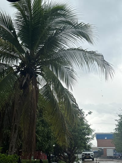 In Juan Mina, Colombia, a palm tree dominates the foreground of the image, its fronds casting shadows over a cloudy sky. In the background, a white SUV is parked in front of a brick building with blue accents. The scene appears to be outdoors, possibly in a residential or commercial area. The overall impression is one of a tropical environment, with the palm tree suggesting a warm climate.