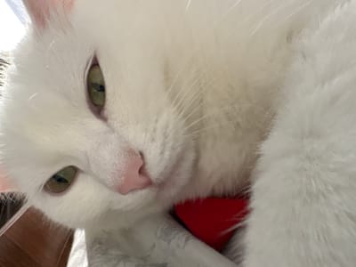 This is a close-up, slightly angled indoor photograph of a fluffy white cat. The cat is resting, with its head tilted and eyes partially closed. Its fur is pure white, and it has soft green eyes with dark pupils. A pale pink nose is visible, and delicate white whiskers fan out from its muzzle. Part of the cat's face is blurred due to the shallow depth of field, emphasizing the soft texture of its fur.

The cat appears to be lying on a light-colored surface with a subtle pattern, possibly a blanket or bedding. A small, bright red object, possibly a toy or a piece of fabric, is nestled near the cat's chest. The lighting suggests an indoor setting, possibly during the daytime with natural light. The overall mood conveyed is one of comfort and relaxation. No text is visible in the image. The location context provided is Vysokoye, Russia.