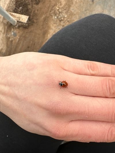 A close-up image taken in Invergowrie, United Kingdom, shows the back of a light-skinned human hand. A single ladybug (Coccinellidae) with a reddish-orange shell featuring black spots, a black head, and black legs is positioned on the dorsal surface of the hand. The hand is positioned over a dark-colored fabric, likely clothing, visible in the lower right and upper right sections of the frame. The background, largely out of focus, reveals an uneven, light brown surface consistent with disturbed soil or ground, with a light-colored, slender object partially visible in the upper left quadrant. No specific action beyond the ladybug resting on the hand is discernible.