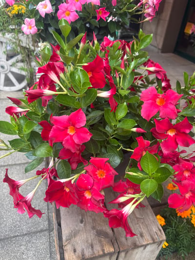 This media file is a close-up, high-angle photograph of a planter filled with vibrant pink and red Dipladenia flowers. The flowers are the primary subjects, with several fully bloomed in rich shades of magenta and deep rose, featuring a lighter yellow-orange center. Some flowers are partially open or in bud, showcasing their trumpet-like shape. Lush green leaves surround the blooms, providing a contrasting backdrop.
In the background, glimpses of other elements suggest an outdoor setting. To the upper right, a wooden planter or crate is visible, with aged wood grain. Behind this, a few orange and yellow flowers can be seen, suggesting other plants in the vicinity. The lower left shows a segment of a grey, textured surface, possibly a sidewalk or patio. Partially visible in the lower middle left is the decorative white wheel of what appears to be a garden cart or a similar decorative element, adding to the garden aesthetic.
The lighting suggests it is daytime, likely sunny given the bright colors of the flowers and the clear visibility of details. There are no people or animals in the frame. The overall impression is one of a well-maintained garden or a decorative floral display. The image is sharp and focuses on the intricate details of the flowers and foliage. No visible text is present in the image. The location context is Les Rousses, France.