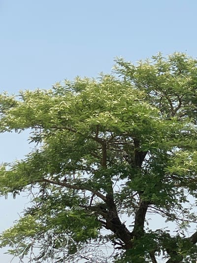 This media file is a photograph featuring a close-up view of a tree's branches and foliage against a clear, light blue sky. The perspective is from below, looking upwards into the canopy. The tree's branches are a dark brown, some thick and sturdy, others thinner and more delicate. They are densely covered in green leaves, which appear feathery and elongated, with a lighter, almost silvery hue on the tips of some leaves, possibly due to the lighting. The foliage creates a lush, textured appearance.
The image captures a natural outdoor scene, likely during daylight. The bright sky suggests a clear day, and the overall lighting indicates it could be morning or afternoon. There are no people or man-made objects visible, emphasizing the natural subject matter of the tree. The specific location context provided is Wai A, Nigeria. No text is visible in the image. The composition, with the tree dominating the frame against the expansive sky, evokes a sense of nature's growth and tranquility.