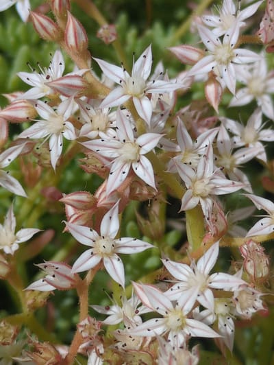 The image is a close-up, high-angle shot of a cluster of small, star-shaped white flowers with reddish-pink stripes along the petals. The flowers have prominent black anthers. Some of the flowers are fully bloomed, while others are still in bud form, appearing as elongated, pointed structures with striped coloration. The stems are reddish-brown and fuzzy, with some dried, withered flower remnants visible. The background is a blur of green foliage, suggesting a natural setting. There is no indication of any urban environment, city of Великово, Russia, or human presence within the frame.