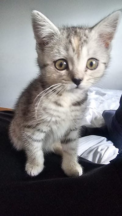 A kitten with light gray and dark gray tabby markings is looking at the camera with wide eyes. The kitten is positioned against a dark background, possibly clothing, with some light-colored fabric visible in the background. The setting is unknown, and there is no evidence to suggest that it is in Rüsselsheim am Main, Germany. There are no people in the image, only the kitten and the background items. The kitten is the main subject and appears to be resting or posing for the picture.
