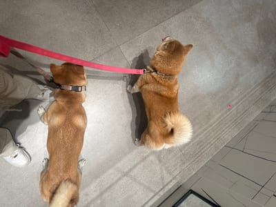 Two fawn-colored dogs, likely Shiba Inus, are depicted from an overhead perspective on a light grey tiled floor. On the left, a person's lower leg and foot, wearing striped pants and a white sneaker, are visible. A dog, facing away from the viewer, stands to the person's right, wearing a dark brown collar. A bright pink leash extends horizontally from this dog's collar towards the right. Connected to this leash, a second fawn-colored dog stands facing partially right and away from the viewer. This second dog also wears a dark brown collar, has its tail curled upwards, and its head is tilted upwards with its tongue slightly extended. A small, irregular pink object lies on the floor near the right dog. The floor is composed of large, rectangular light grey tiles, with visible straight lines and reflections on the surface, particularly on the right side. A dark, possibly metallic, rectangular frame is partially visible in the bottom right corner. The specific location within Ramla, Israel, cannot be determined from the visual information provided in the image.