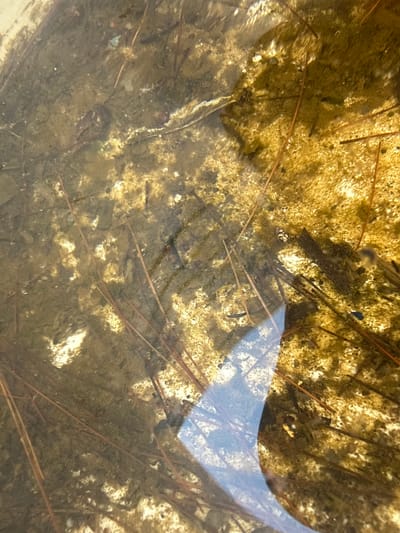 The image depicts a shallow body of murky water, likely a puddle or a small pond, with a bottom composed of sand and debris, including numerous brown pine needles. The water is partially covered by a blue reflection, possibly from the sky or a nearby object. Small, dark-colored objects are visible within the water, some appearing to be aquatic insects or small fish. The overall scene is naturalistic and suggests an outdoor environment. The location is the Village of Johnson City, United States of America.