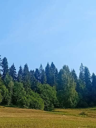 The image depicts a landscape scene with a clear blue sky above a dense line of evergreen trees and deciduous trees. In the foreground, a field of dry grass and some green vegetation is visible. The trees form a natural barrier, with some appearing taller and more pointed (likely pine or fir), while others have a fuller, rounder canopy. The field in the foreground is uneven and appears dry, with patches of green interspersed with brown. The overall impression is that of a rural or semi-natural environment under daylight. The location is Verkhniachka, Ukraine.