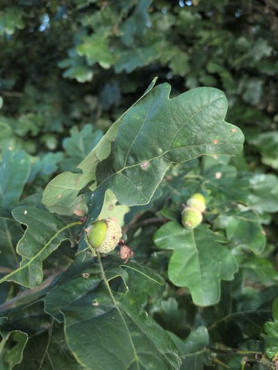The image shows a close-up of oak leaves and acorns on a branch. The leaves are green and have a lobed shape, characteristic of oak trees. One acorn is partially visible, with its cap covering the top portion. Another cluster of two acorns is in the background, also partially covered by their caps. The background is blurred, showing more green foliage and hints of sunlight filtering through. The scene appears to be a natural outdoor setting. The location is specified as Brielow, Germany.