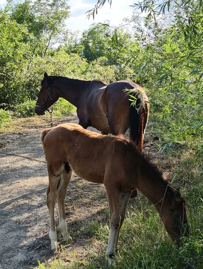 The image depicts two horses in an outdoor setting. The larger horse, a dark brown mare, stands in profile facing left. It wears a bridle and halter. In front of it, a smaller, lighter brown foal grazes on grass, facing right. The foal's legs are white-stockinged.
The scene appears to be a dirt path lined with lush green foliage and trees. Sunlight filters through the leaves, casting shadows on the path. The sky is visible in the upper portion of the image, with some clouds present. The overall atmosphere suggests a warm, sunny day.
The activity taking place is that of horses in their natural environment, with the foal foraging. The location is identified as Pushkino, Ukraine. There is no visible text in the image. The subjects are animals, and the setting is a rural or semi-rural landscape.