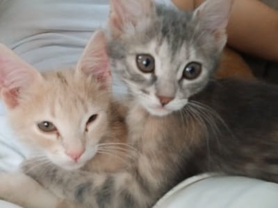 This is a close-up, slightly blurry, horizontal image of two young kittens snuggled together on a white, possibly fabric, surface. The kitten on the left is a light orange tabby with white markings around its face and chest. It has large, expressive eyes, one of which is partially closed, giving it a sleepy or content expression. Its nose is a pale pink. The kitten on the right is a grey tabby with darker stripes and some lighter, cream-colored fur on its face. It has large, round, brown eyes that are looking directly at the camera. Both kittens have delicate pink ears and prominent white whiskers. The background is out of focus, but appears to be a soft, light-colored fabric, possibly a blanket or clothing. The lighting is soft and natural, suggesting it might be daytime. There is no visible text in the image. The overall mood is one of warmth, comfort, and cuteness, highlighting the tender bond between the two young animals. The image captures a moment of quiet companionship.