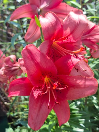 The image displays a close-up view of several vibrant pink lilies in bloom. The lilies are the primary focus, with their large petals and intricate stamen clearly visible. Some of the petals show subtle speckling. The background consists of soft-focus green foliage, suggesting an outdoor garden setting. The lighting appears to be natural, highlighting the textures and colors of the flowers. There are no people or specific man-made objects within the frame that would indicate a precise location in Булаев қалалық әкімдігі, Kazakhstan.