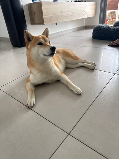 A fawn and white Shiba Inu dog lies on a light grey tiled floor with dark grout lines, its body stretched out with front paws extended. The dog's head is slightly raised, and it is looking to the right side of the frame with erect ears. In the upper background, a light wood-grained, wall-mounted cabinet or shelf is visible, with cables on its surface. To the left, a portion of a black cylindrical object is present. To the far right, a dark grey, shaggy, rounded object rests on the floor, next to which a human foot wearing a dark sandal is partially visible. The scene is an interior, residential-type setting. The specific location within the city of Ramla, Israel, cannot be determined from the visual information in the image.
