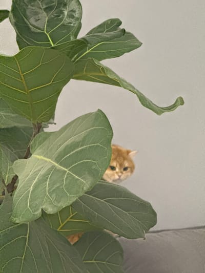 A ginger cat is peeking over the top of a leafy green houseplant. The cat's face is mostly visible, looking towards the camera, while its body is obscured by the plant's leaves. The leaves are large and textured with visible veins. The background is a plain light grey/white, possibly a wall. The location of Молодёжный, Russia is not discernible from the image.