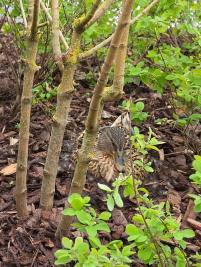 A female mallard duck (Anas platyrhynchos) is sitting in a nest on the ground amidst brown mulch or bark, surrounded by green foliage and branches. The duck is mottled brown and tan with a dark blue bill. The branches in the foreground are covered in lichen. The nest appears to be made of down feathers. The location is likely in or near Zweibrücken, Germany.