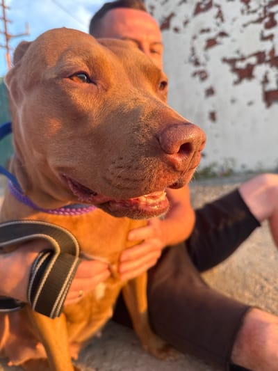In an outdoor setting with a distressed white and red brick wall in the background, a medium-sized, reddish-brown dog, likely a Pitbull mix, is held by two individuals. The dog's face is close to the camera, with its mouth slightly open, revealing its teeth and pink gums. A purple leash is around its neck, and a black and gray strap is being held by one of the individuals. The lighting suggests it is either sunrise or sunset, casting a warm glow on the scene. The people are partially visible, with one person behind the dog and another to the right, appearing to be sitting. The ground is a rough, gray surface. The location is identified as Zatoka, Ukraine.