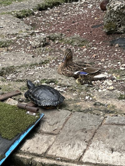 In Oviedo, Spain, on a textured surface composed of large grey stones interspersed with gravel and reddish-brown pebbles, a small, dark-shelled turtle with visible yellow markings on its neck is positioned in the foreground. The turtle faces towards the left. Behind the turtle, a mallard duck is resting, with a newly hatched duckling nestled beside it. The duckling is mottled brown and yellow. The environment appears to be an outdoor area, possibly near a body of water, with a ramp-like structure covered in green artificial turf and a blue edge situated in the lower left quadrant of the image. The background consists of more gravel and large, rough-textured rocks, with some sparse green vegetation visible. The overall lighting suggests an overcast or diffused daylight.