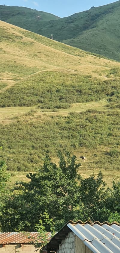 In Tash-Dobo, Kyrgyzstan, a pastoral landscape unfolds with rolling hills covered in a mix of dry, golden grasses and lush green vegetation. The terrain is uneven, with clear contours and pathways visible on the slopes. A single cow, predominantly white with black markings on its back and head, grazes on the mid-slope. In the foreground, the tops of dense green trees frame the scene, partially obscuring a rustic, low-rise structure with a corrugated metal roof. The sky is clear and blue.