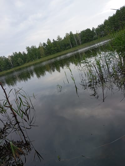 The image depicts a serene lake scene in Vekoshinka, Russia. The water's surface reflects the overcast sky and the lush green trees lining the opposite shore, creating a symmetrical, almost mirror-like effect. Tall reeds and aquatic plants grow along the water's edge, with some branches and reeds extending into the foreground, partially obscuring the view of the lake. The water is calm, with gentle ripples disturbing the reflections in some areas. A few small insects are visible on the water's surface. The overall impression is one of tranquility and natural beauty.