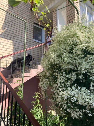 An exterior shot captures a dog walking up a set of outdoor stairs in front of a brick building. The dog, a large black breed, is positioned on the second step from the bottom, its body angled towards the top of the stairs. Above the dog, a young woman stands on a landing, looking downwards. She is wearing a light-colored top with a pattern. To the right of the stairs, a large bush covered in small white flowers is in bloom, its branches reaching towards the building. The building itself is constructed of light-colored brick, with a window visible on the upper floor. A railing with dark vertical bars and a reddish-brown top runs along the side of the stairs. Green vines hang from the top of the frame. The scene appears to be in a residential area.