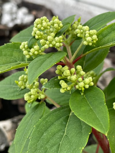 A close-up, eye-level shot captures a branch of a plant with numerous small, pale green flower buds. The buds are tightly clustered on the ends of slender stems, some appearing as small spheres and others as more elongated shapes. The plant has deep green, ovate leaves with visible veins. The stems are reddish-brown and slightly fuzzy. The background is softly blurred, showing hints of textured ground cover, possibly bark or soil, and a lighter, out-of-focus area that could be a wall or building. The lighting is natural and diffused. The scene appears to be outdoors, in what could be a garden or natural setting. The image does not contain any information indicating its location in Маминское, Russia.