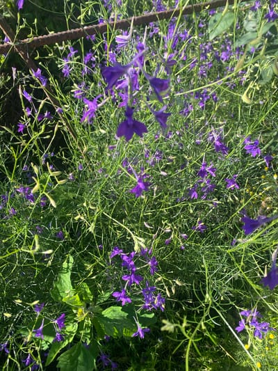 The image shows a dense patch of wild purple flowers, possibly Larkspur, with thin, green stems and delicate petals. The flowers are in various stages of bloom, with some fully open and others still in bud. The background is a blur of green foliage and hints of yellow wildflowers. A rusty metal object, possibly rebar or fencing, runs horizontally across the upper left portion of the image. The overall scene suggests a natural setting, likely an untended area. Based on the context provided, this image was taken in Vălcineț, Moldova. There are no people or animals visible in the frame.